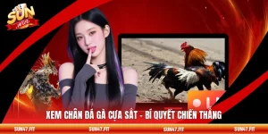 Xem Chân Đá Gà Cựa Sắt - Bí Quyết Chiến Thắng