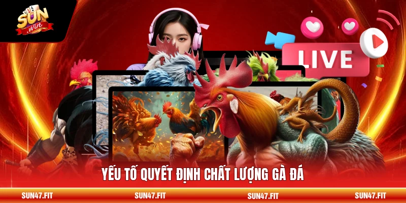 Yếu tố quyết định chất lượng gà đá